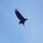 Vaag *